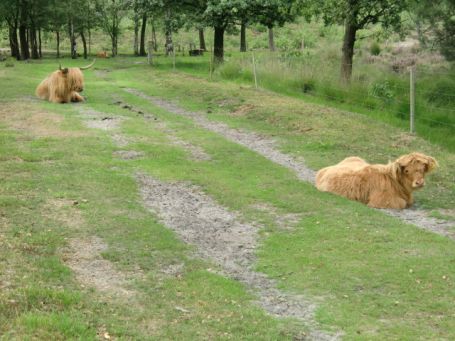 Bergen-Afferden NL : Maasdünen, NSG Het Quin, in freier Wildbahn werden die schottischen Hochlandrinder als Landschaftspfleger eingesetzt
